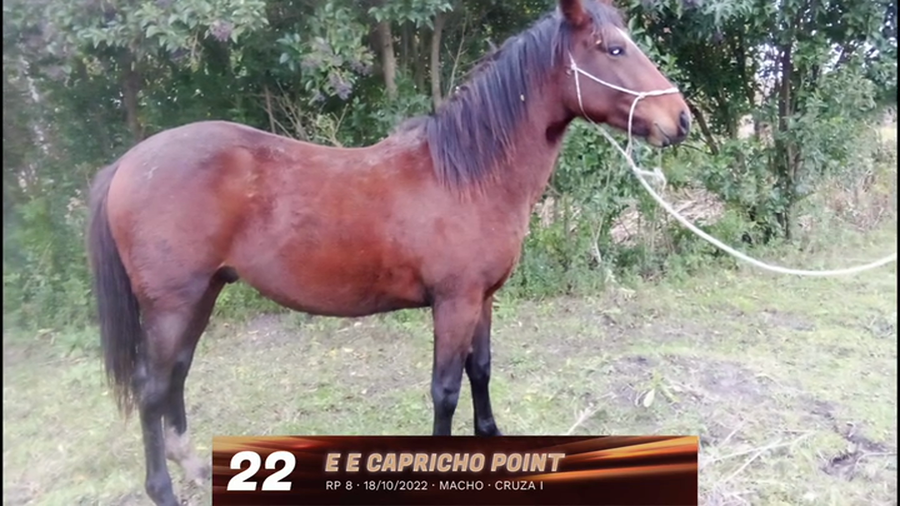 Lote Lote 22