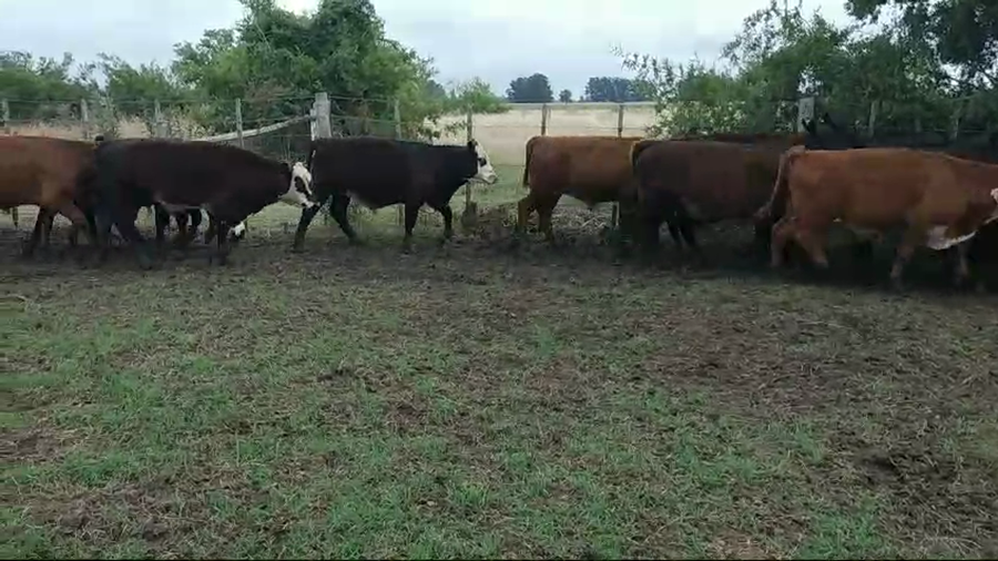 Lote 35 Terneros