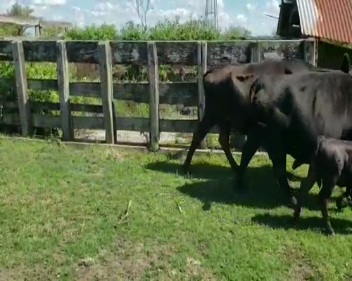 Lote 25 Vacas en Villaguay, Entre Ríos