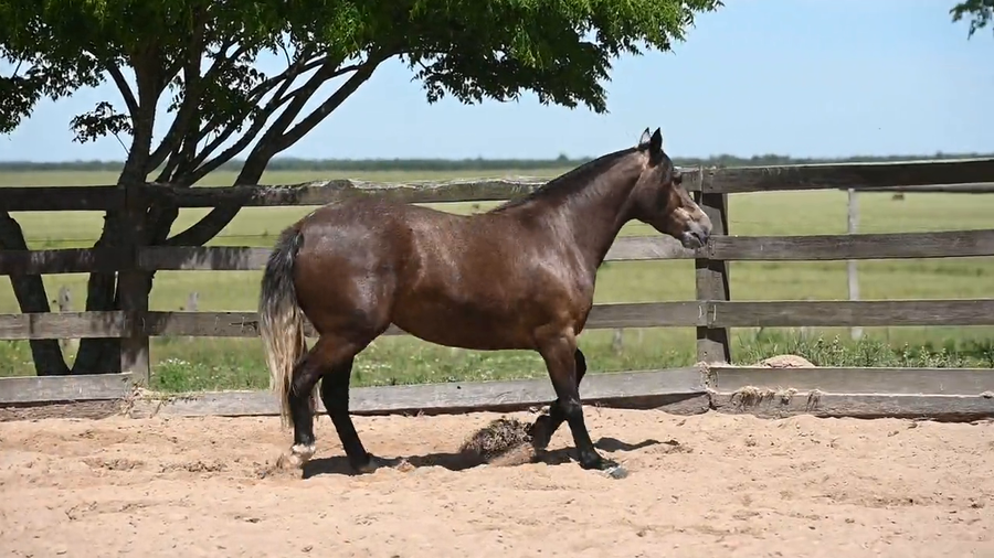 Lote CAÑADA  PATRICIA