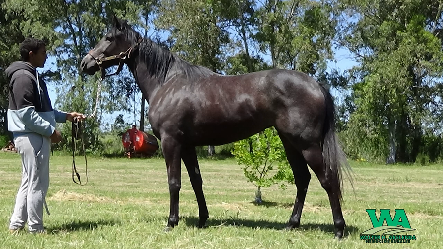 Lote GABANA