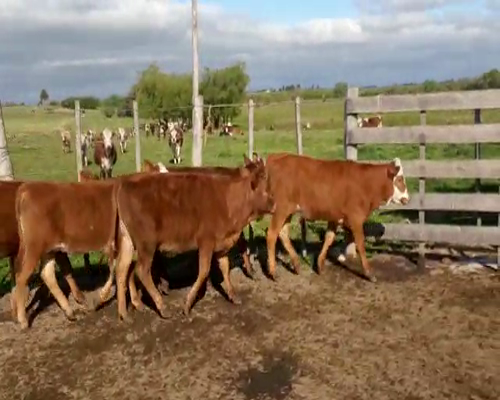 Lote Terneras