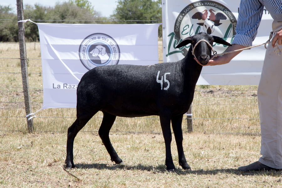 Lote OVINO STA. INES HEMBRA PPC