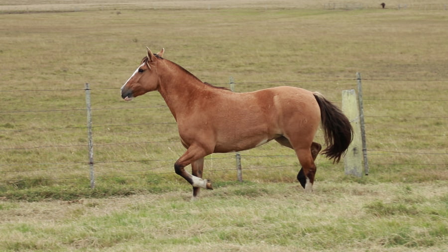 Lote REDOMONA Milonga 6