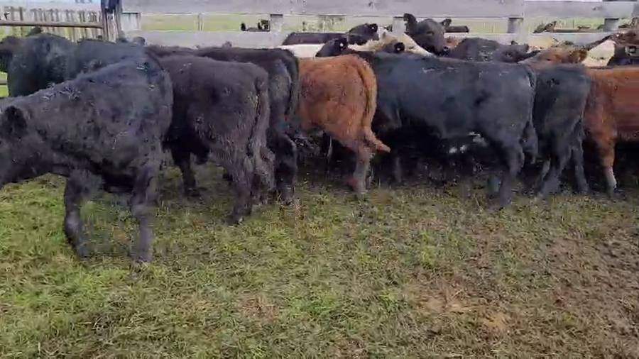 Lote 24 Terneros/as en Villaguay, Entre Ríos