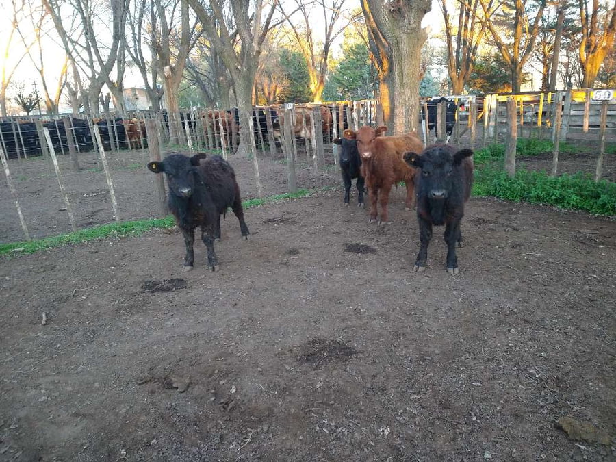 Lote 4 Terneros en Gral. Lamadrid, Buenos Aires