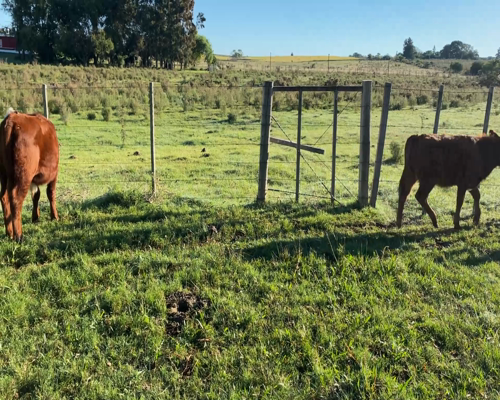 Lote Terneros y terneras