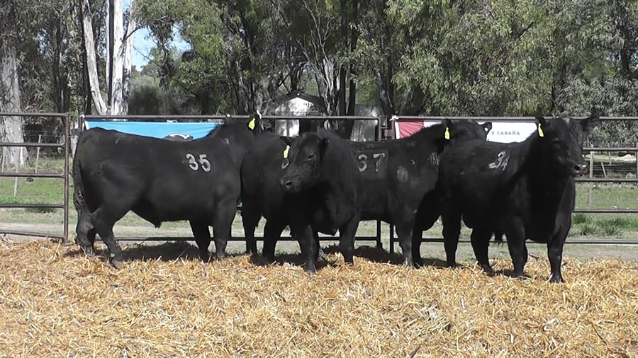 Lote TOROS ANGUS NEGROS PC