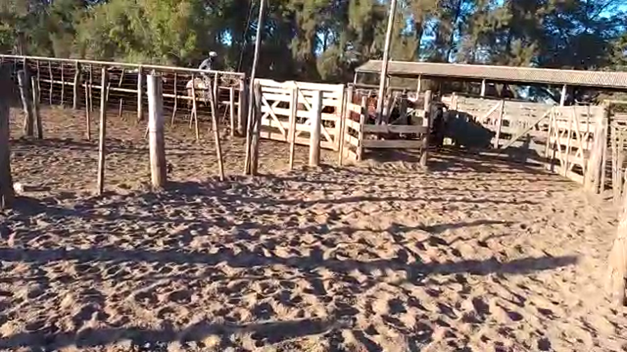 Lote 90 Novillos Braford en Cayastá, Santa Fe