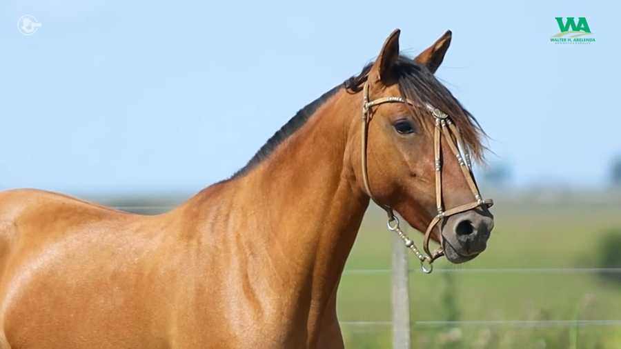 Lote LA ROSADA QUEMADA