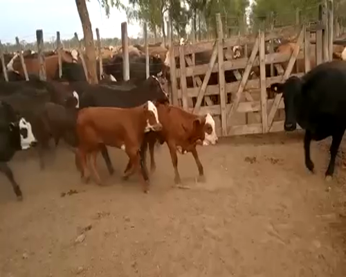 Lote 180 Terneros en Nueva Esperanza, Santiago del Estero