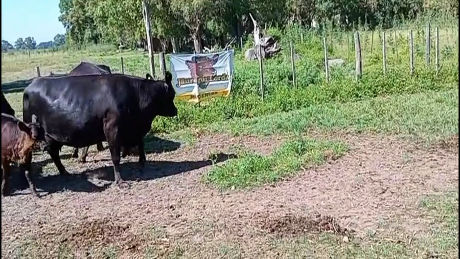 Lote 50 AL CTE USADAS