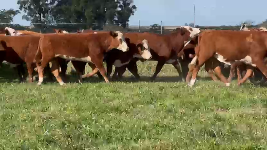 Lote 67 Terneros