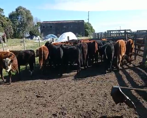 Lote 23 Terneros en Flores