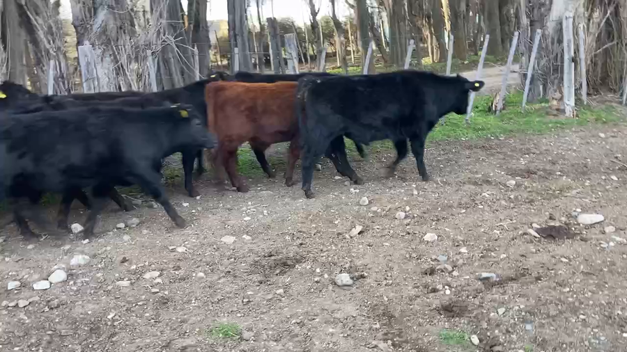 Lote 30 Ternero en Río Ibáñez, XI Región Aysén