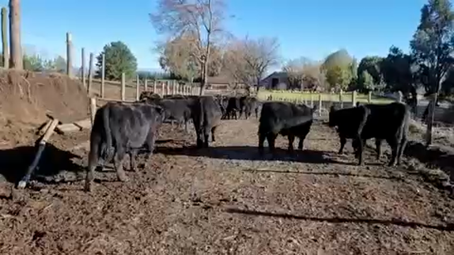 Lote 25 Ternero en Tucapel, VIII Región Biobío