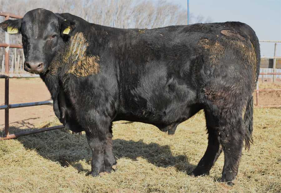 Lote TOROS (Corral 9)