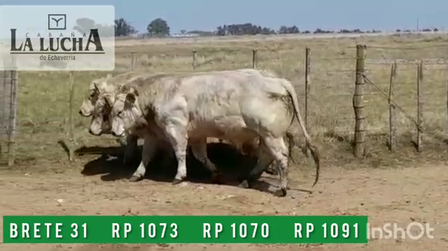 Lote TOROS CHAROLAIS PI