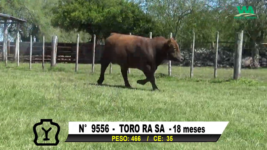 Lote TORO Nº 9556