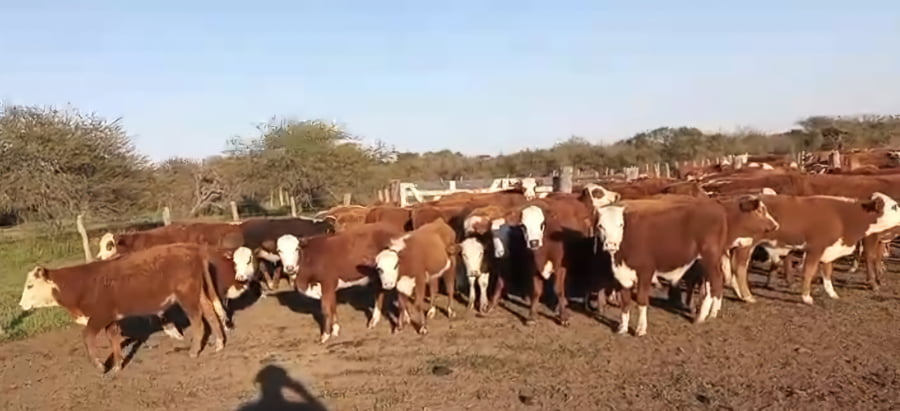 Lote 75 Terneros en Corrientes, Curuzu Cuatia