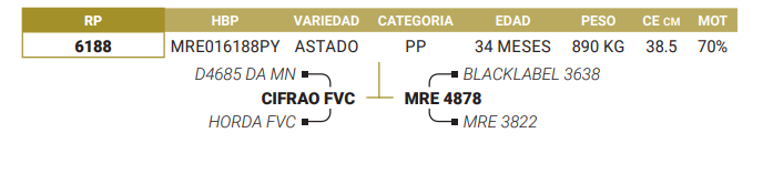 Lote LOTE 33