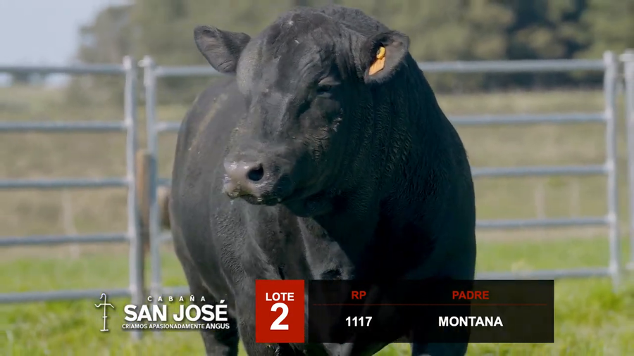 Lote 3 Toros a remate en Hereford de Iguarán, Flores