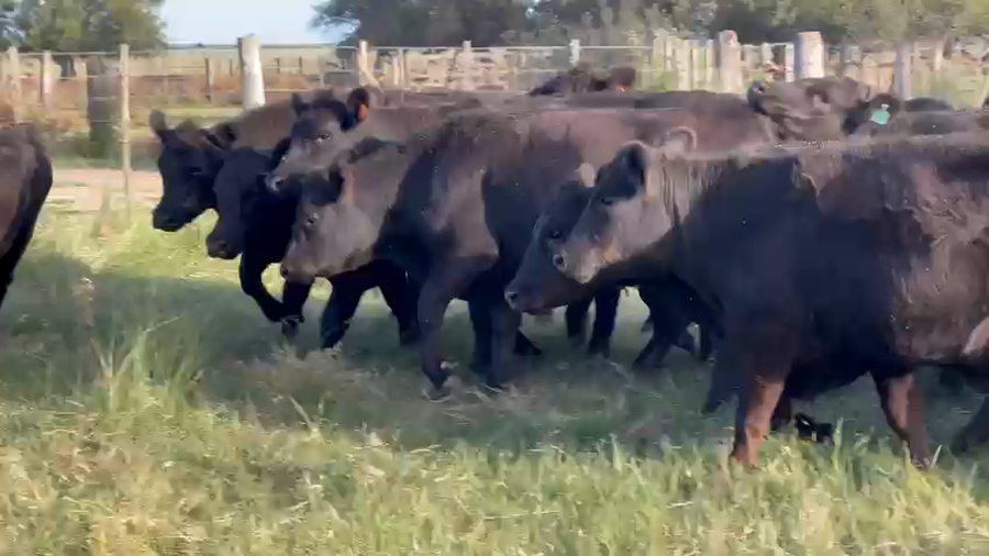 Lote 80 Vaquillonas en Dolores, Buenos Aires