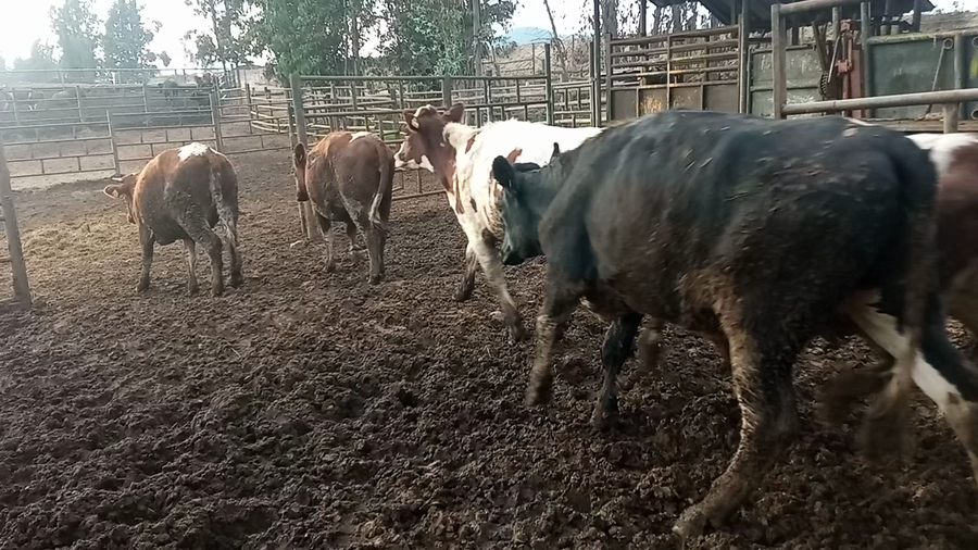 Lote 47 Vaquilla Gorda en Melipilla, Región Metropolitana