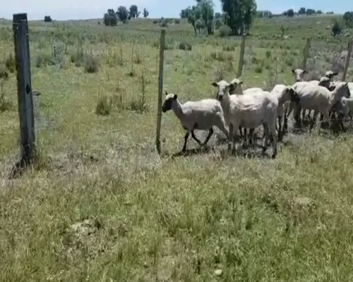 Lote 10 Ovejas