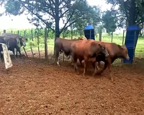 Lote 42 Terneros en Laboulaye, Córdoba