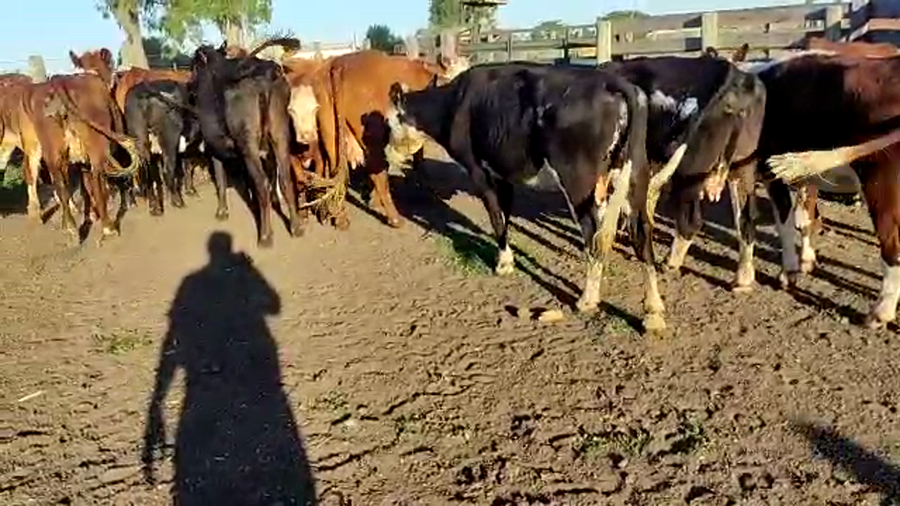 Lote 23 Vacas de Invernada