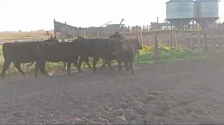 Lote Vaquillonas Negras