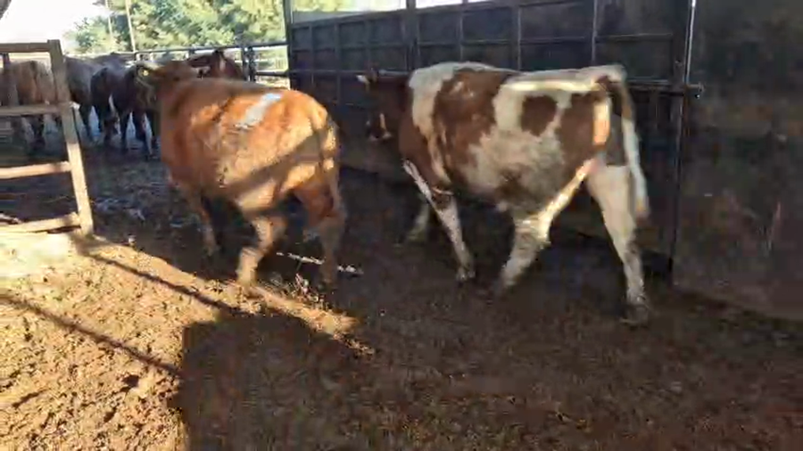 Lote 20 Novillo Gordo en Linares, VII  Región Maule