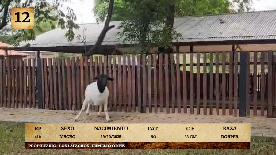 Lote LOTE 12