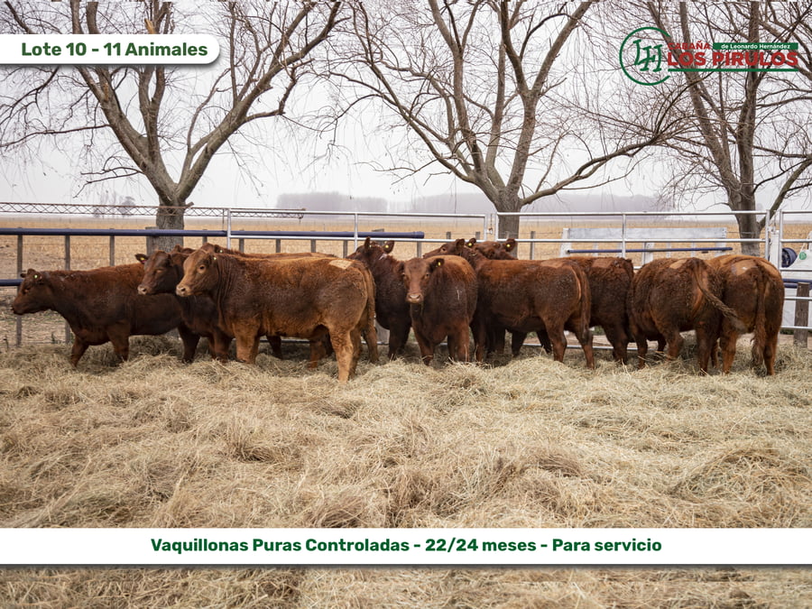 Lote VAQUILLONAS PURAS CONTROLADAS