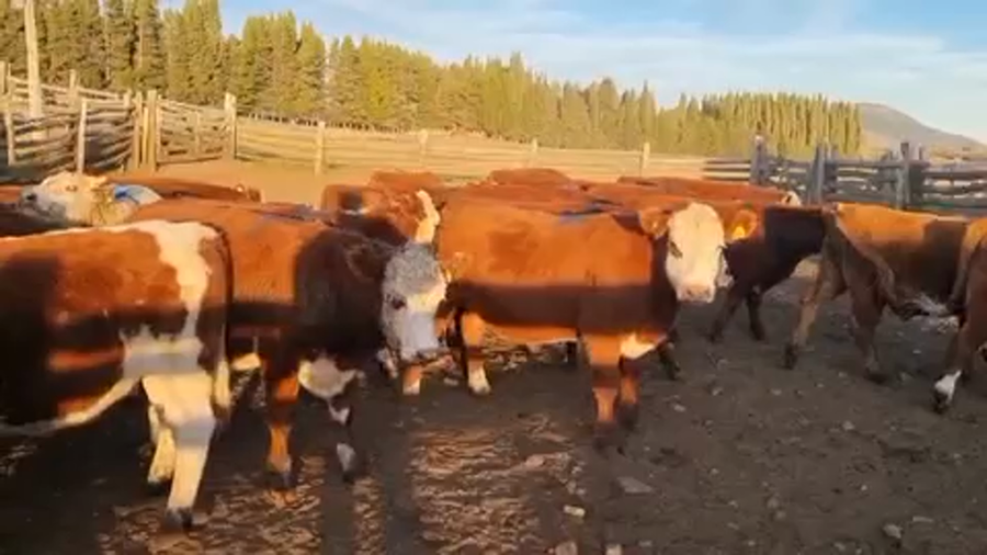 Lote 50 Novillo Engorda en Coyhaique, XI Región Aysén