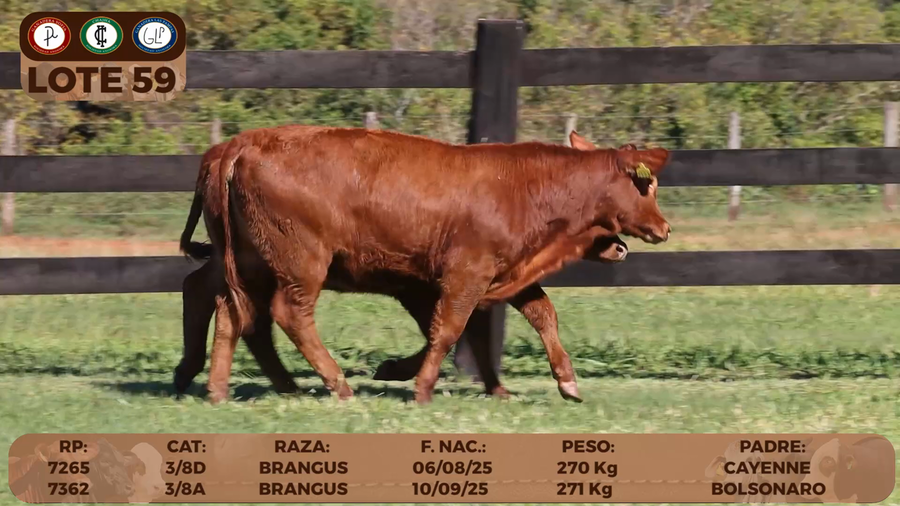 Lote LOTE 59