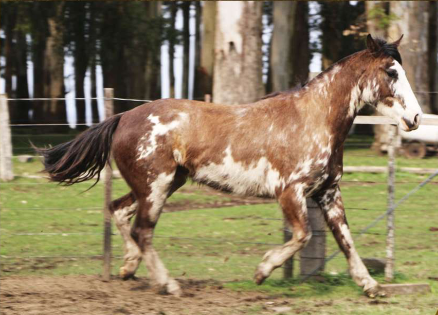 Lote Patria Vieja del Conventos