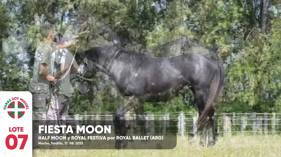 Lote FIESTA MOON