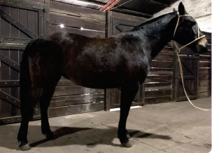 Lote Mercedes Rumbeadora