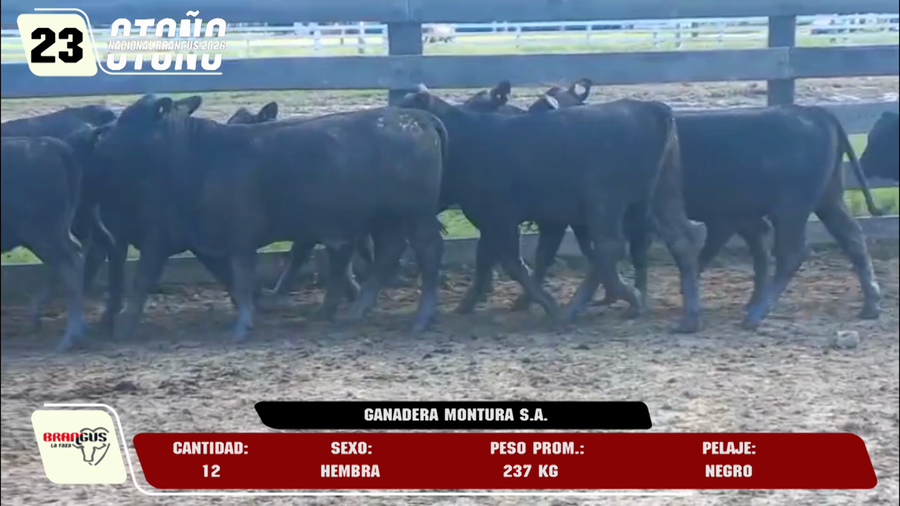 Lote LOTE 23