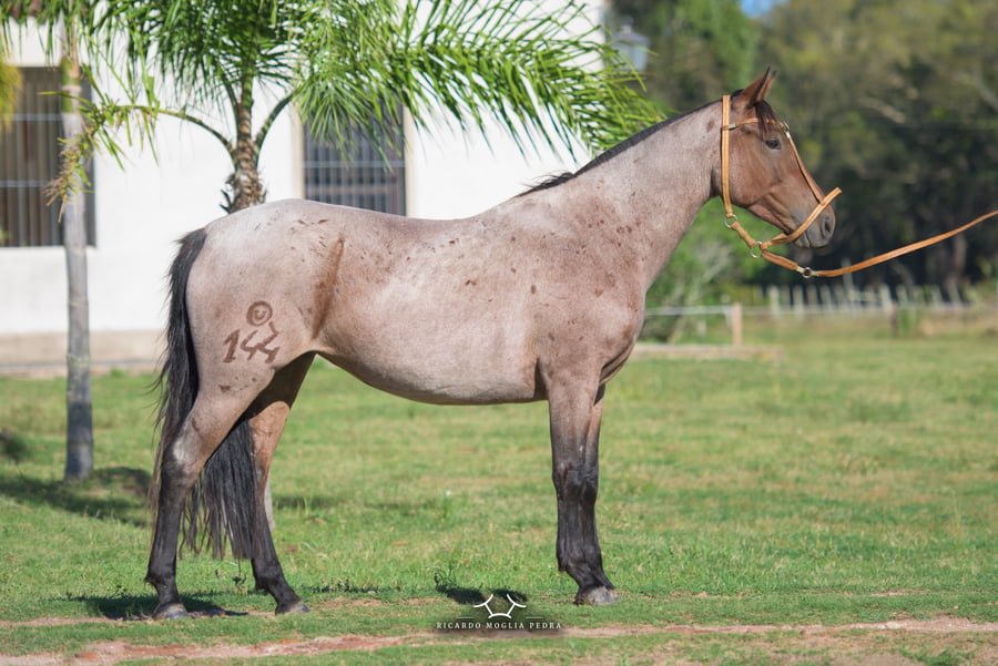 Lote RP 144 - Ganancia