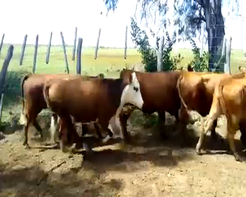 Lote 110 Vaquillonas en Esquina, Corrientes