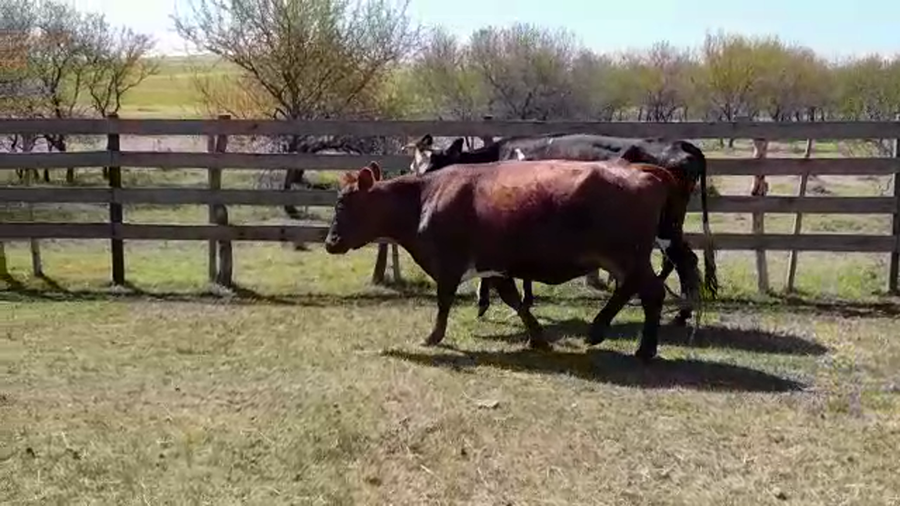 Lote (Vendido)2 Vacas de Invernada a remate en PANTALLA FEDERICO GARLAND 410kg -  en POLANCOS