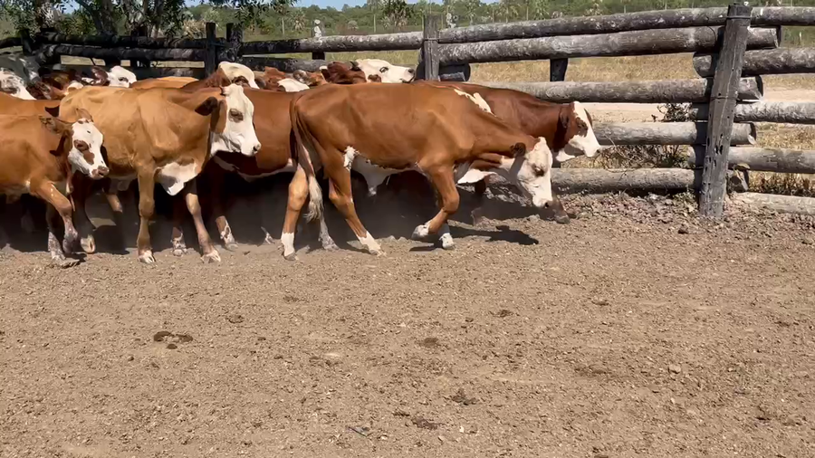 Lote 60 Terneros/as en Riacho He-He, Formosa