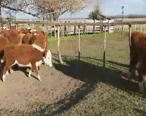 Lote 60 Terneros/as en Villaguay, Entre Ríos