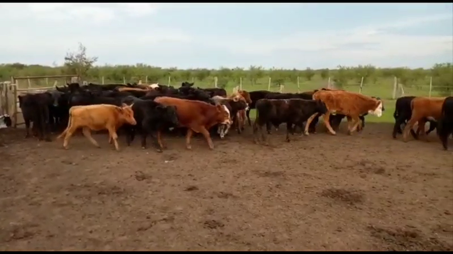 Lote 110 Terneros/as en Villaguay, Entre Ríos