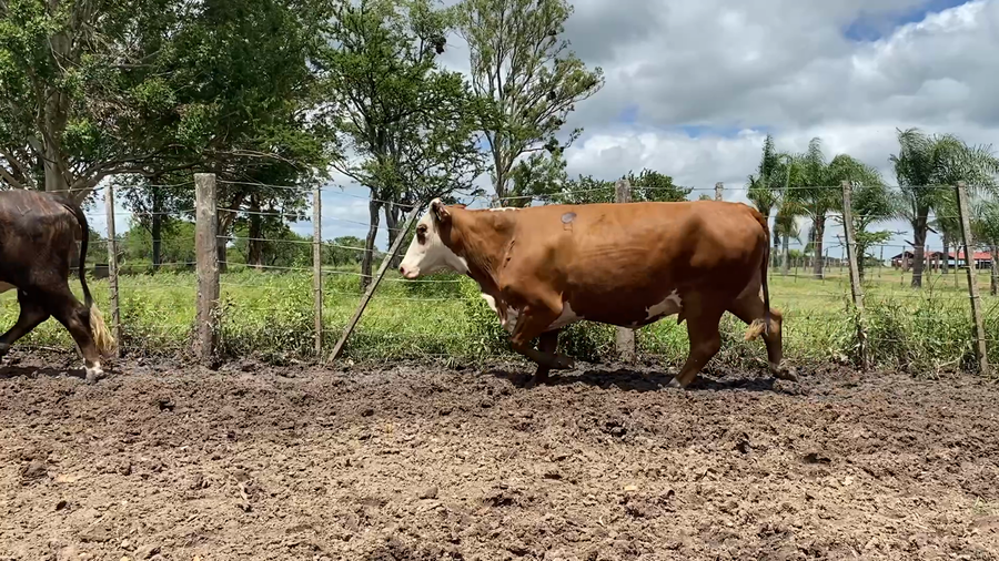 Lote 10 Vacas nuevas C/ gtia de preñez