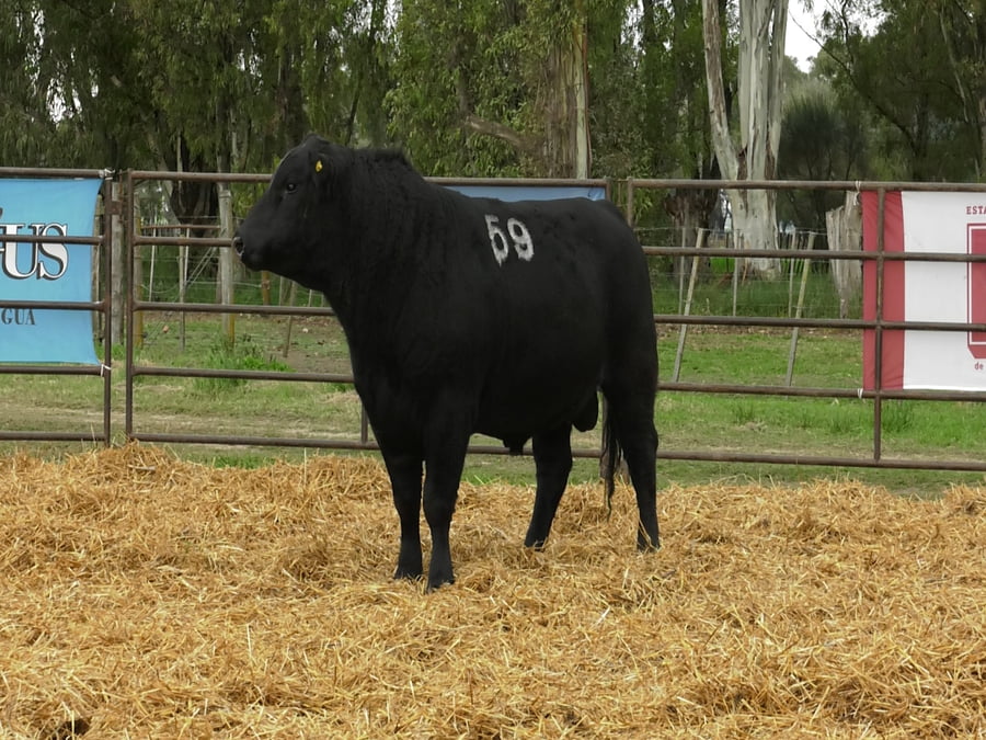 Lote TOROS ANGUS NEGROS PC