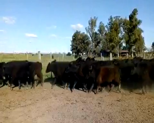 Lote 65 Terneros/as en Cañuelas, Buenos Aires